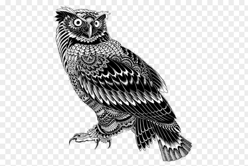 Owl Drawing Burung Hantu Doodle Illustrator Illustration PNG