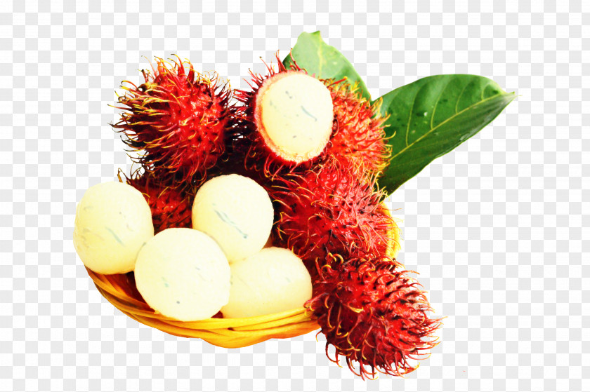 Plant Pulasan Family Tree Background PNG