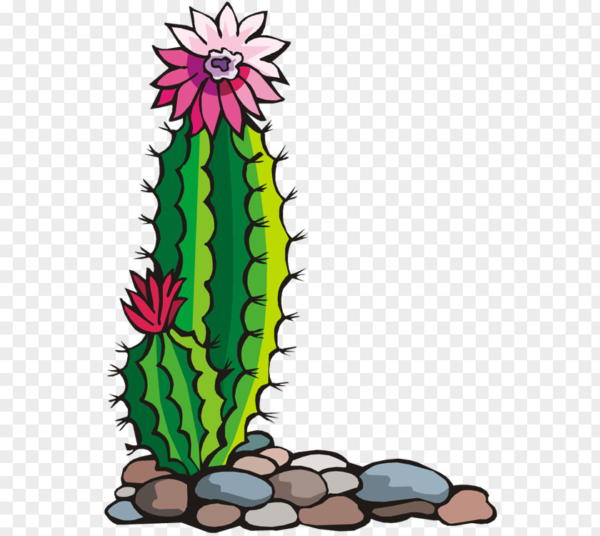 Blooming Cactus On Green Stones Southwestern United States Free Content Clip Art PNG