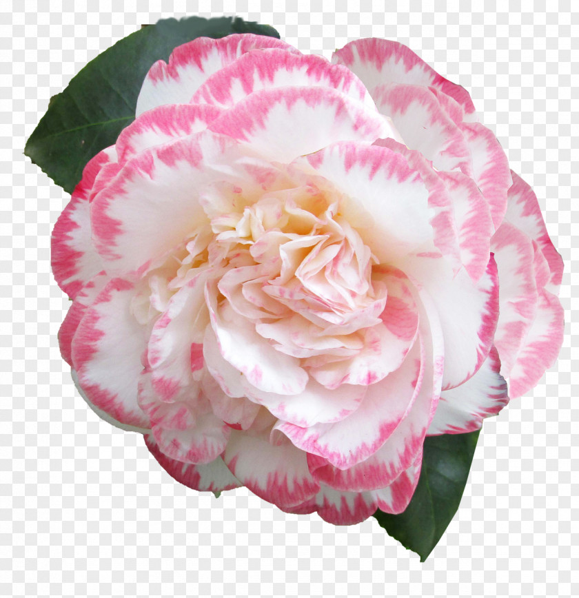 Camellia Transparency And Translucency Japanese Image Tea Seed Oil Sasanqua PNG