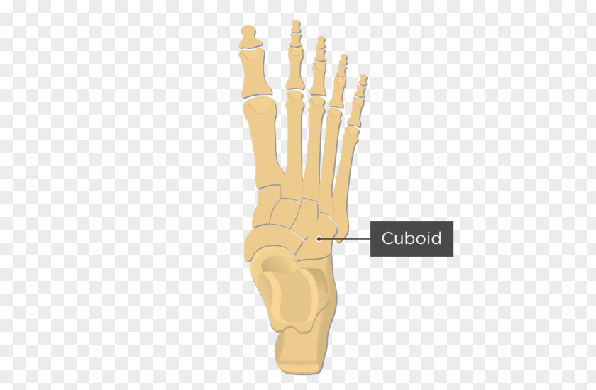Cuboid Cuneiform Bones Tarsus Metatarsal Medial Bone Foot PNG