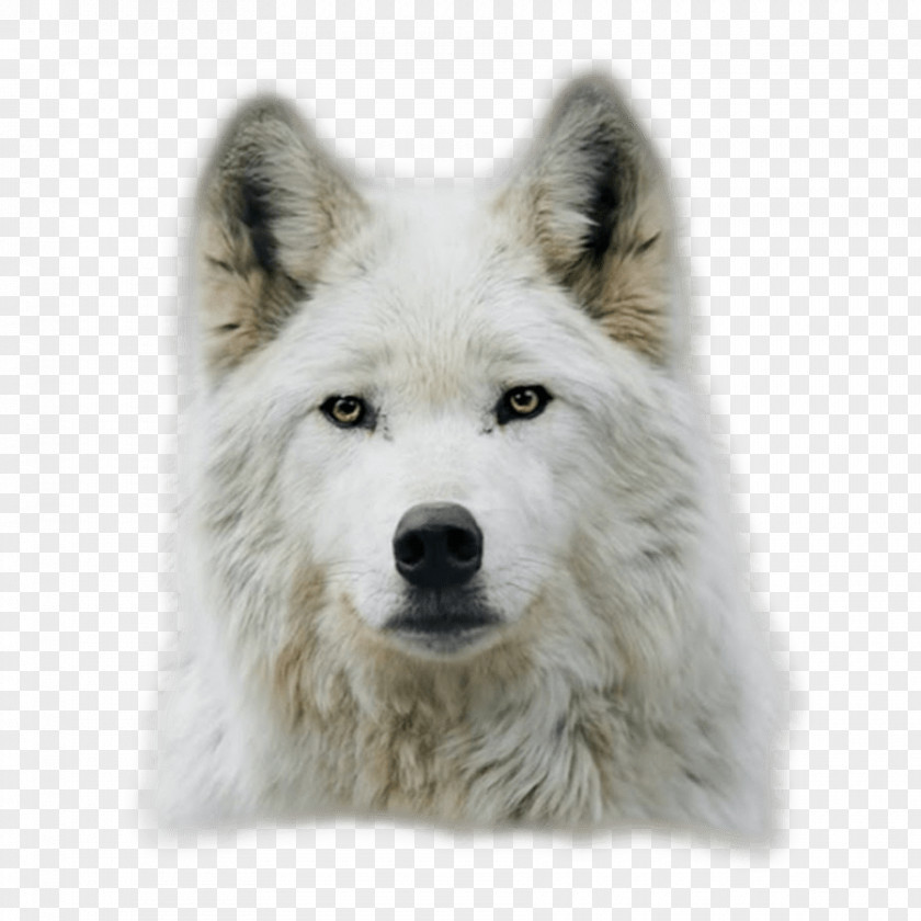 Kurt Angle Arctic Wolf Dog Black Puppy Lone PNG