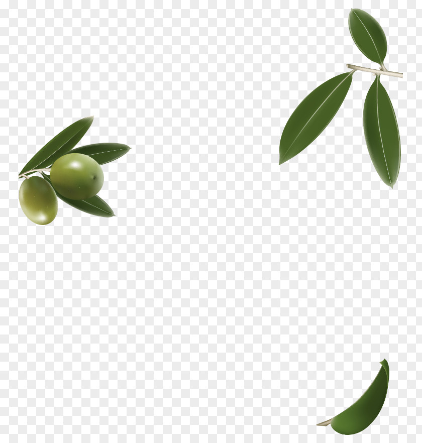 Olive Leaf Plant Stem Herbalism Oil PNG