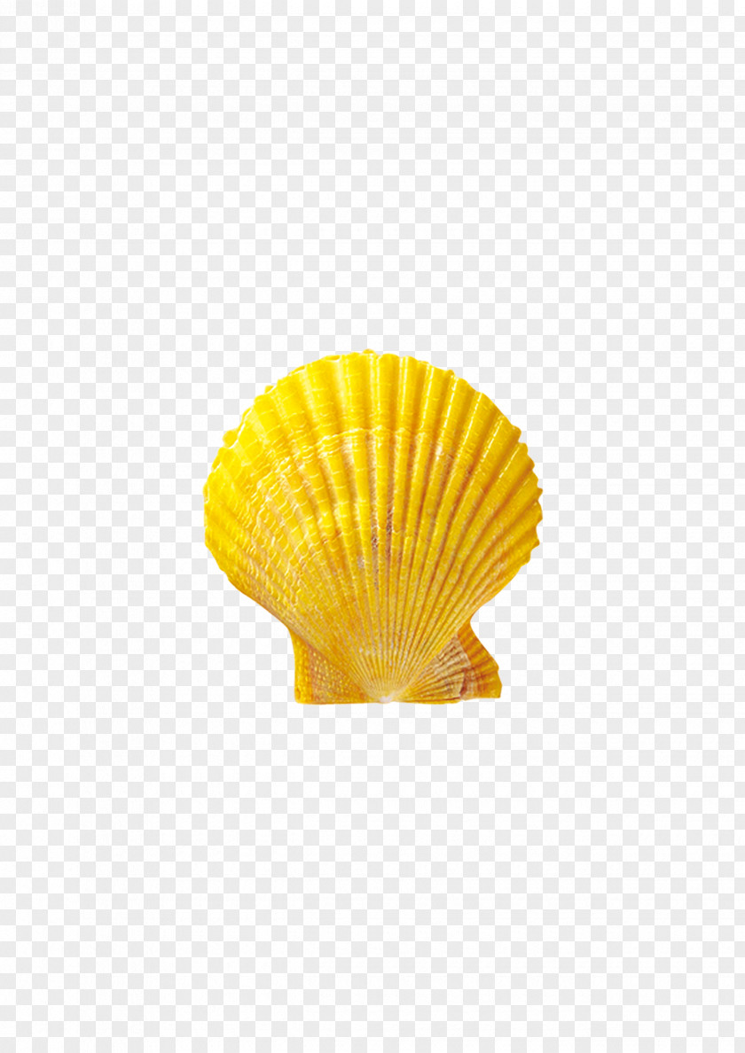 Shell Seashell Conchology Material PNG