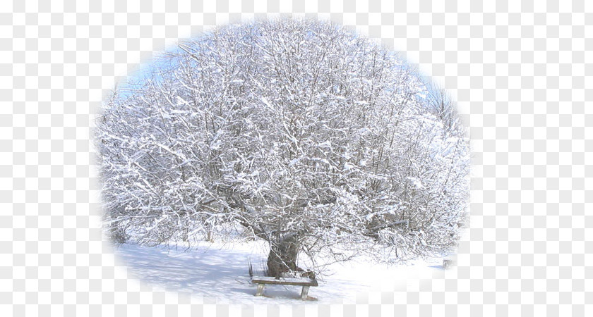 Tree Fruit Winter Thompson Snow PNG