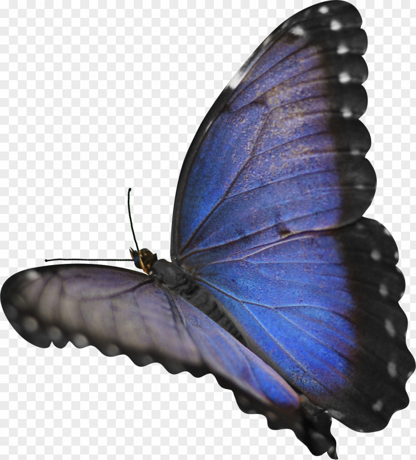 Blue Butterfly Insect Morpho Menelaus PNG