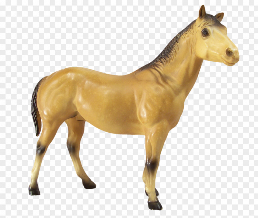 Fig Horse Foal Stallion Pony PNG