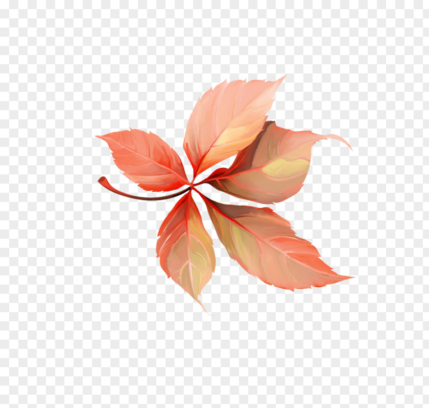 Leaf Petal PNG