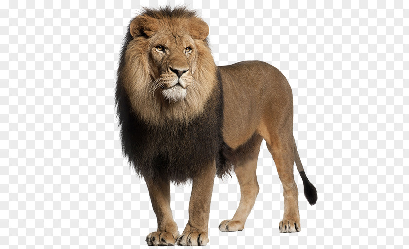 Lion Stock Photography Roar Image Big Cat PNG