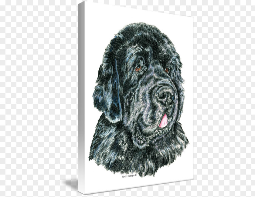 Newfoundland Dog Flat-Coated Retriever Puppy Giant Breed PNG