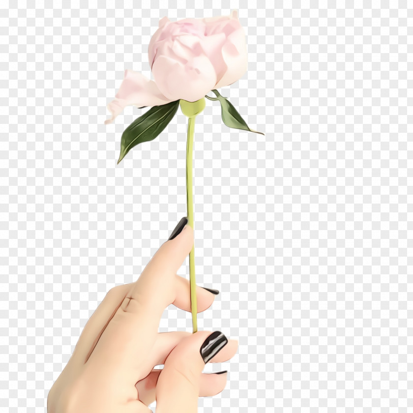 Rose Flowering Plant PNG