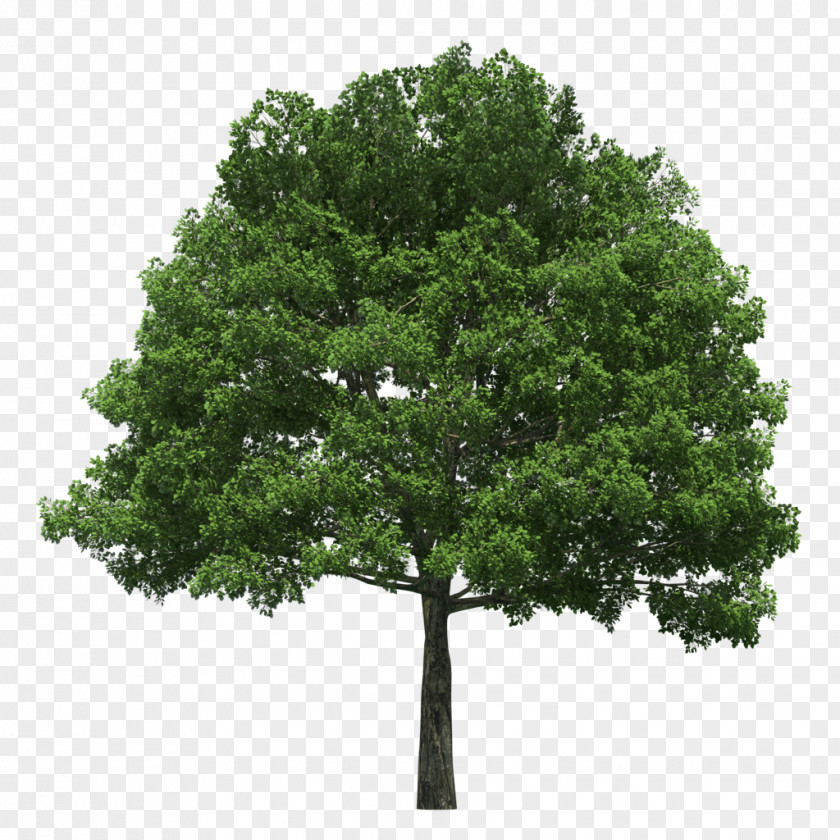 Tree Evergreen Planting Arborist Arbor Day PNG