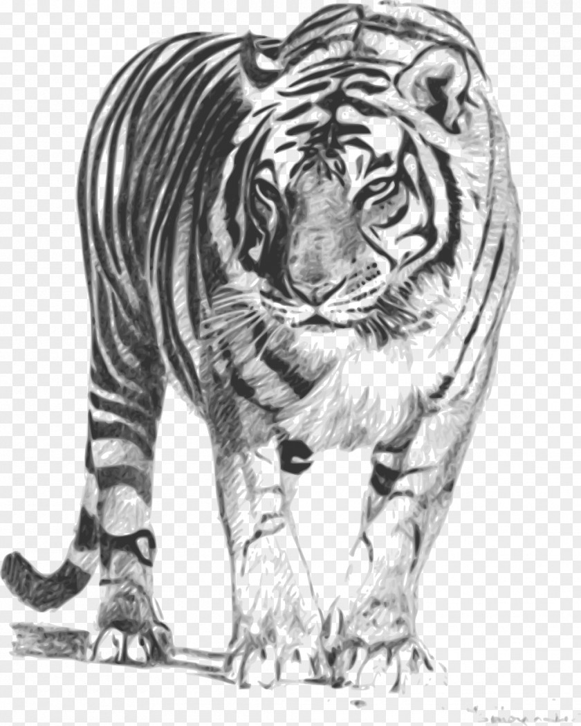 Watercolor Tiger Bengal Drawing Clip Art PNG