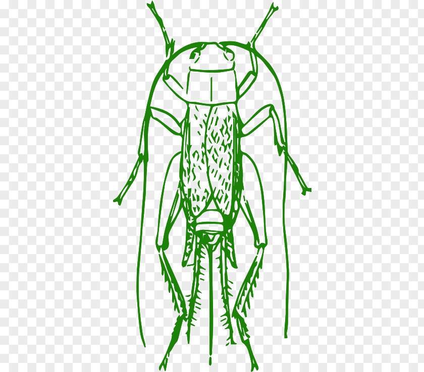 Cricket Pharmore Pest Control Drawing Clip Art PNG