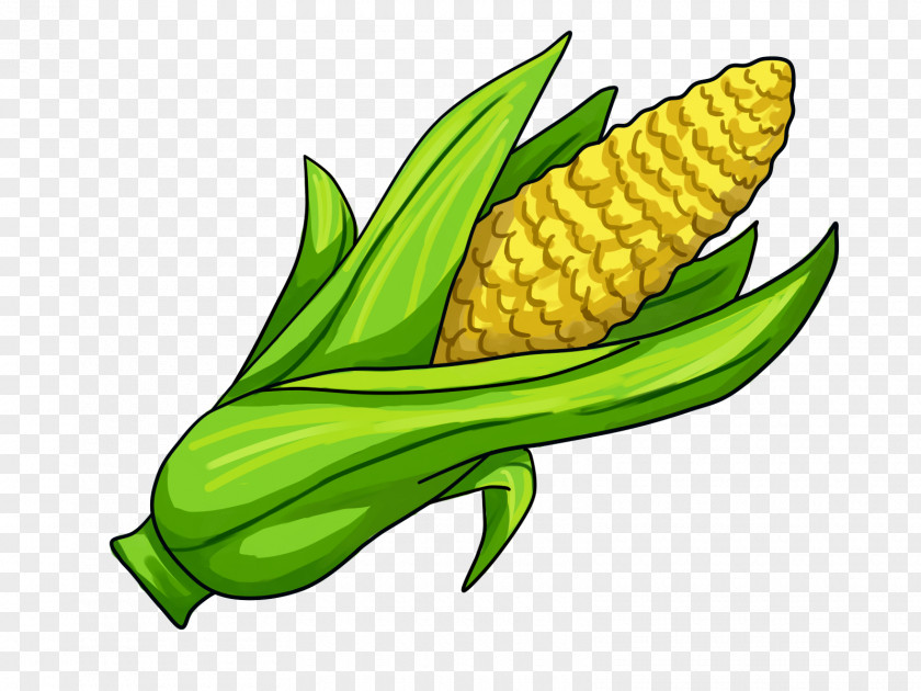 Hand-painted Corn On The Cob Maize Clip Art PNG