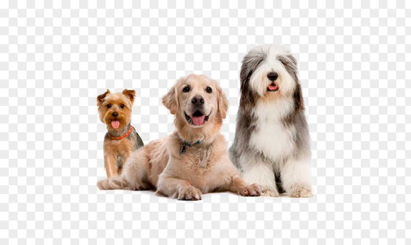 MASCOTAS Bearded Collie Rough Border German Shepherd Old English Sheepdog PNG