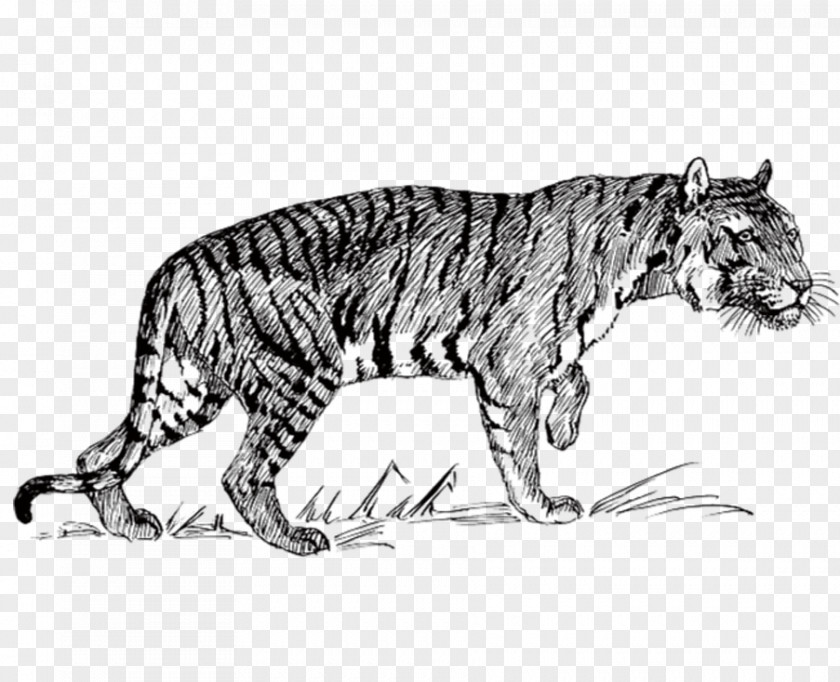 Tiger Bengal Felidae Line Art Clip PNG