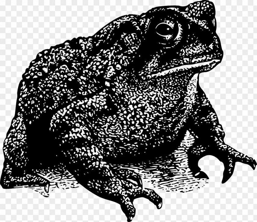 Amphibian Frog Toad Drawing PNG