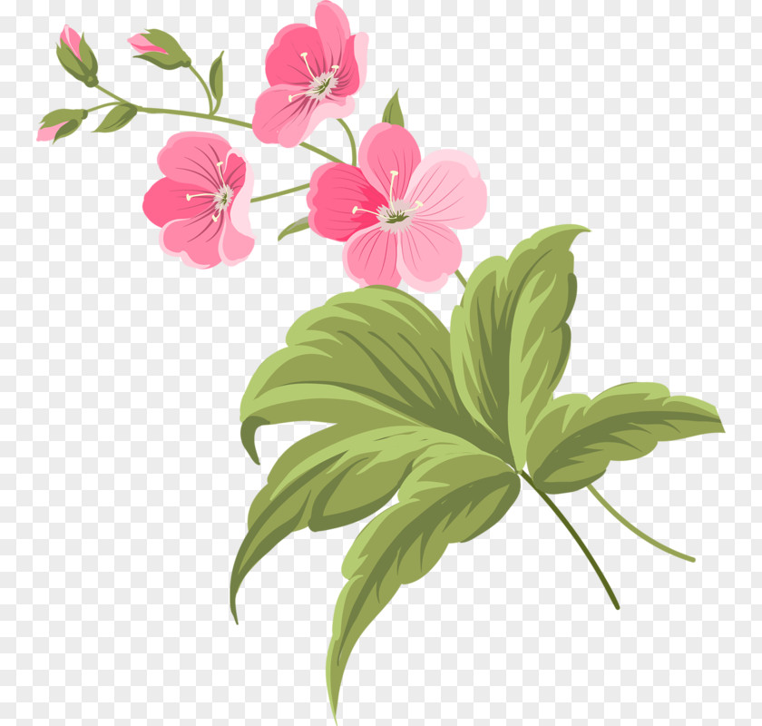Flower Petal Common Daisy Clip Art PNG