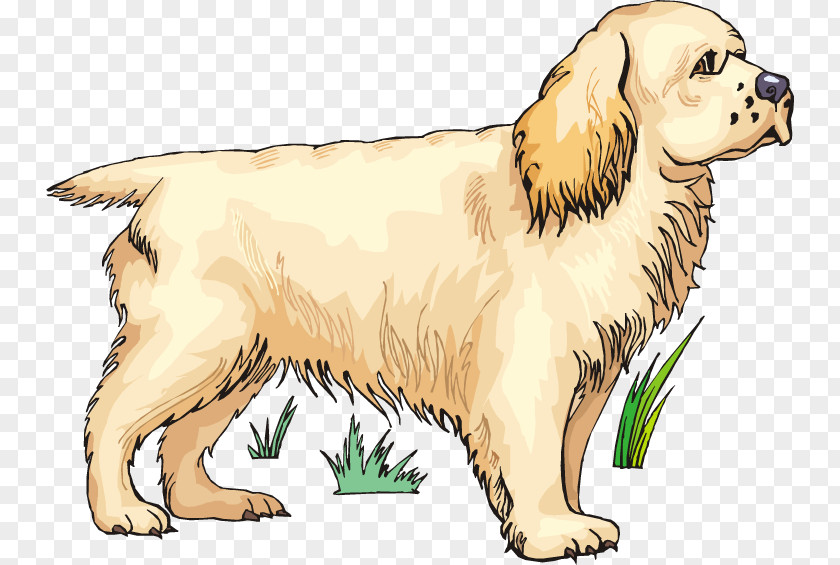 Golden Retriever Puppy Dog Breed Spaniel Companion PNG