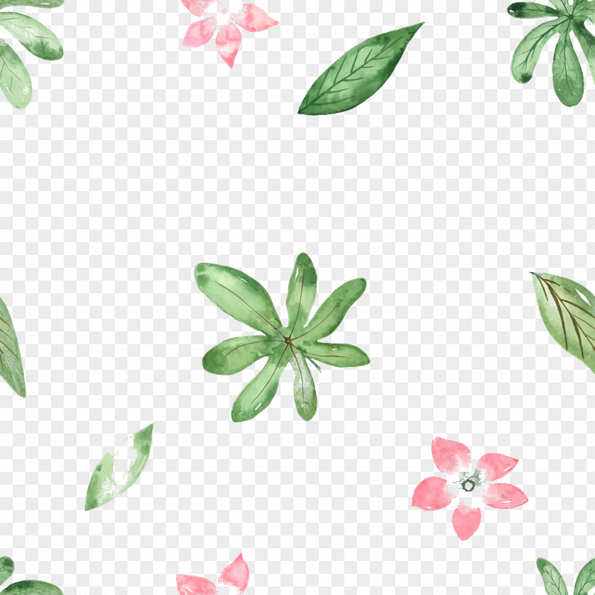 Leaf Plant Stem Flower Petal Flora PNG