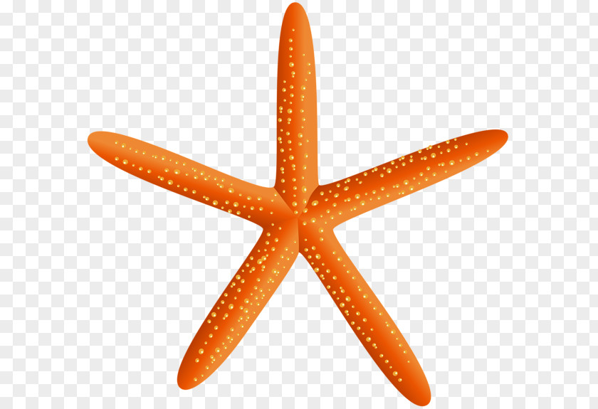 Starfish Christmas Download Clip Art PNG