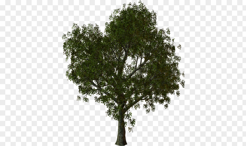 Tree Architecture Rendering PNG