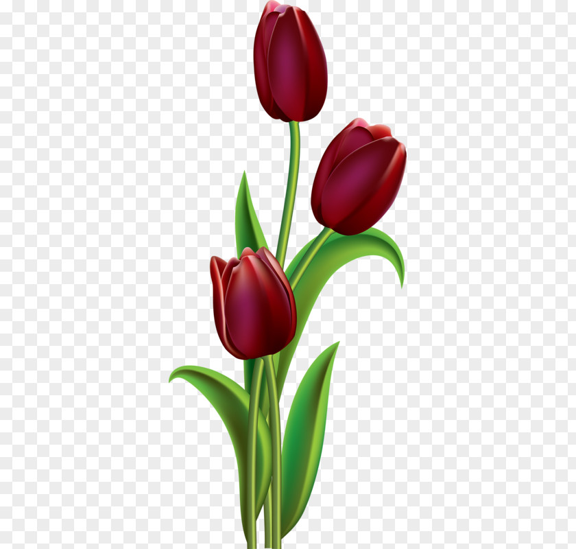 Tulip Flower Painting Floral Design Clip Art PNG