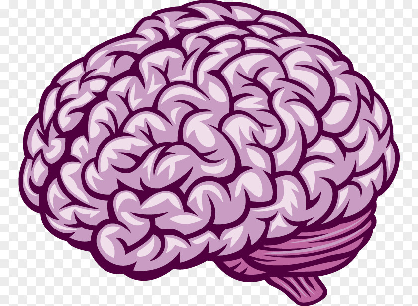 Brain Human Royalty-free PNG