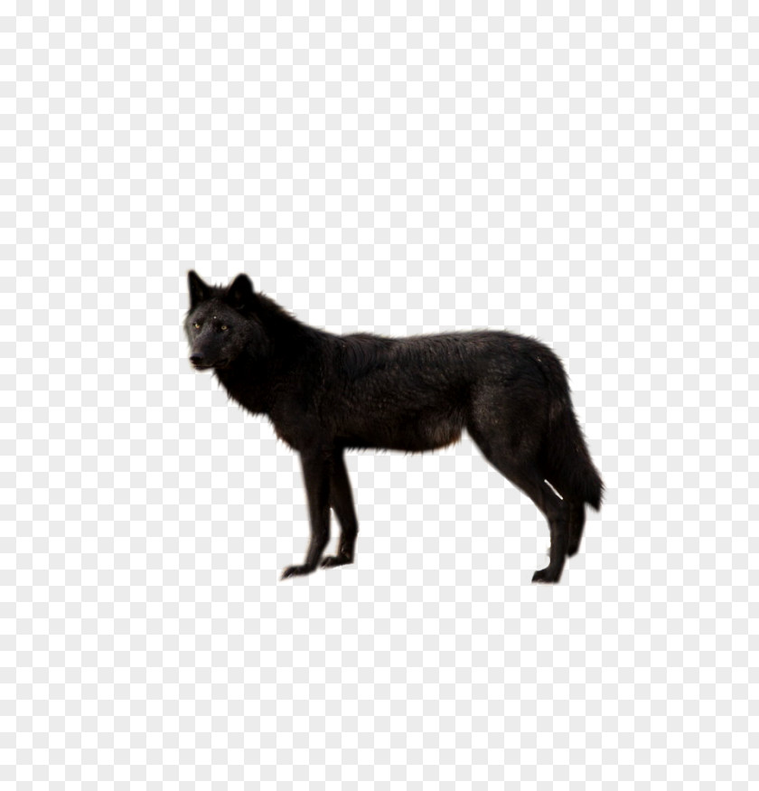 Dog Wolf Walking Black Coyote PNG