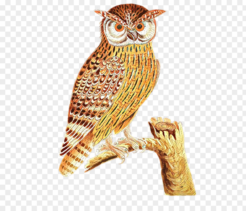 Falconiformes Screech Owl Bird PNG