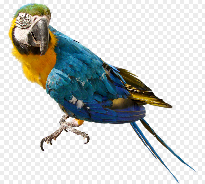 Large Parrot Clipart Parrots Of New Guinea Clip Art PNG