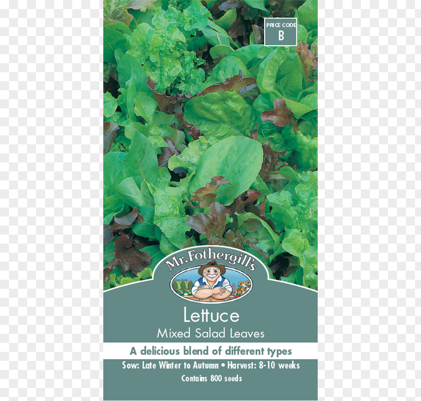 Leaf Vegetable Kale Seed Cucumber PNG