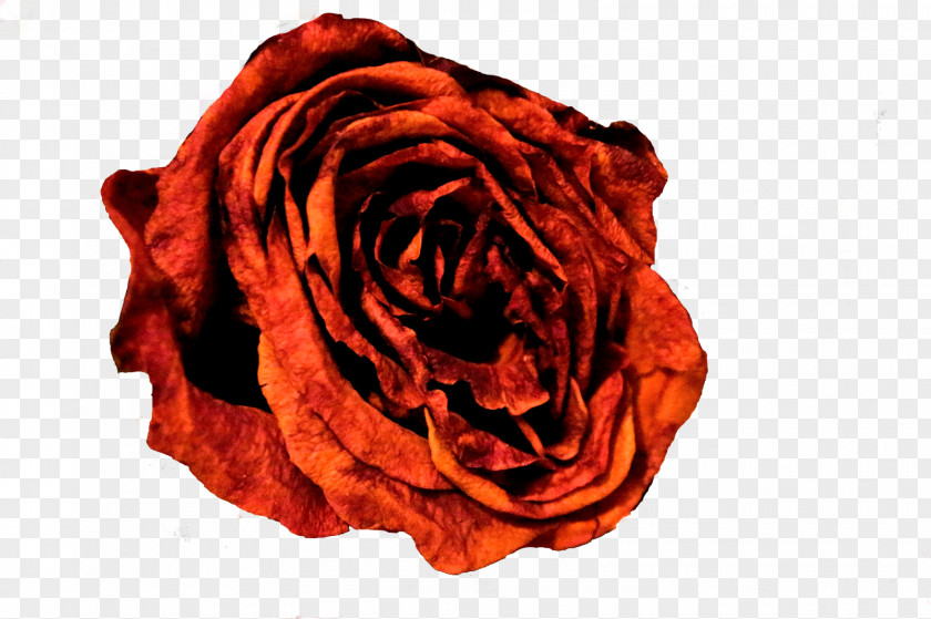 Rose Garden Roses Cut Flowers Petal Textile PNG