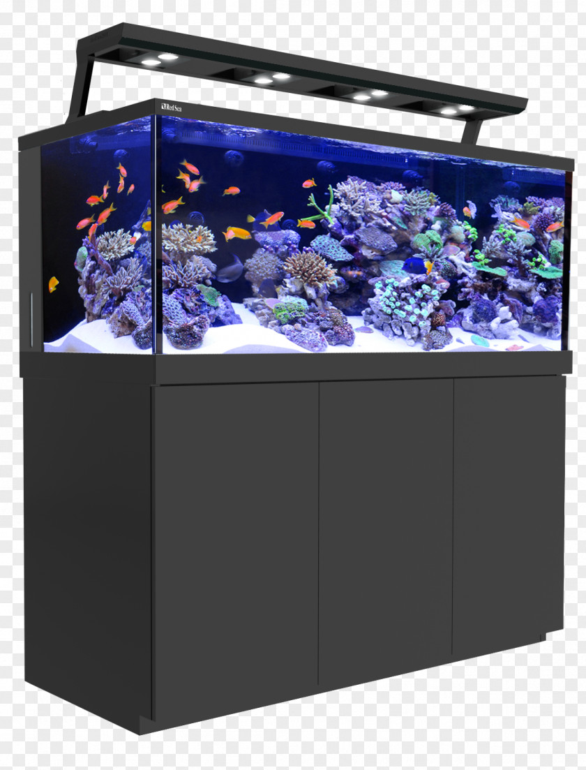 Aquarium Decoration Red Sea Reef Coral Aquariums PNG