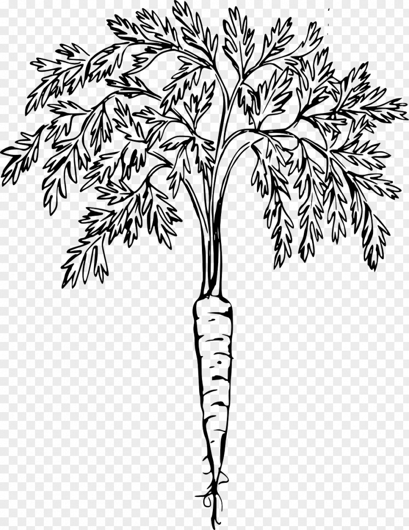 Carrot Clip Art PNG