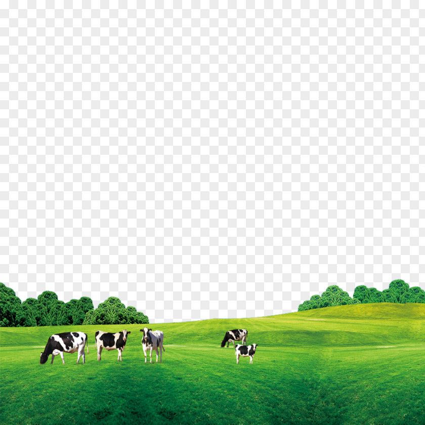 Grass On The Cow Cattle Cow's Milk PNG