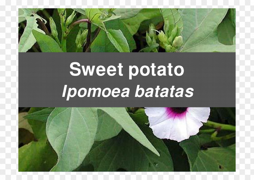 Leaf Sweet Potato Food Albugo Tuber PNG