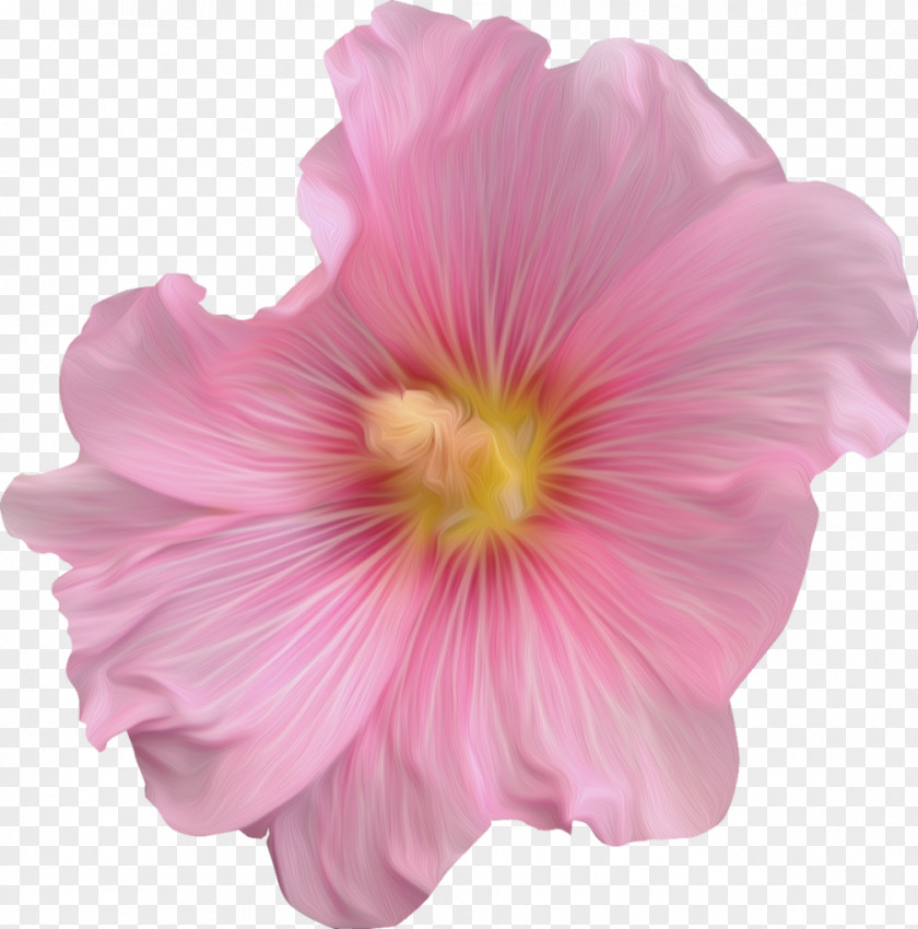 Rose Rosemallows Cut Flowers Family Pink M PNG
