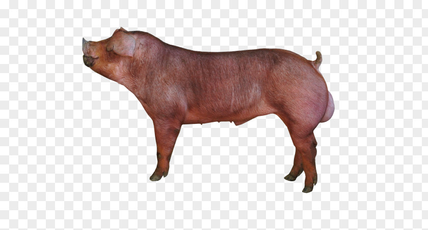 Swine Duroc Pig Piétrain Breed Cattle Farming PNG