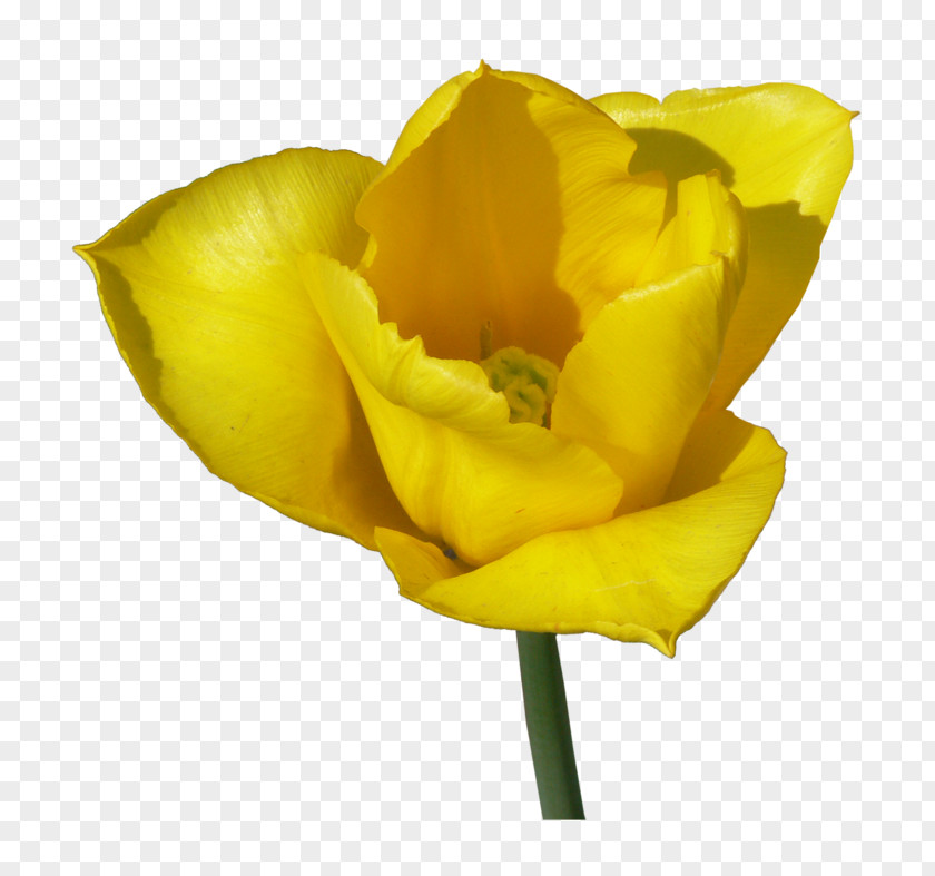 Tulip Cut Flowers Clip Art PNG