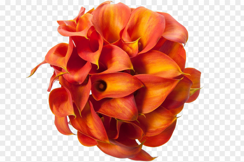 Callalily Arum-lily Flower Bouquet Lilium PNG