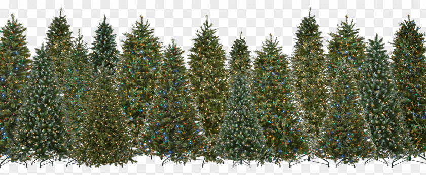 Christmas Tree Lighting Artificial Evergreen PNG