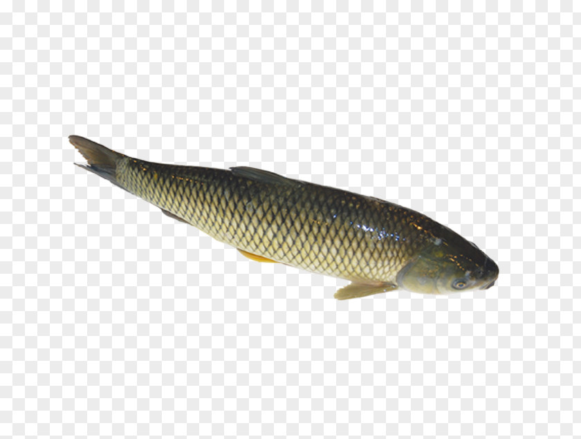 Grass Carp Sardine Common Seafood PNG