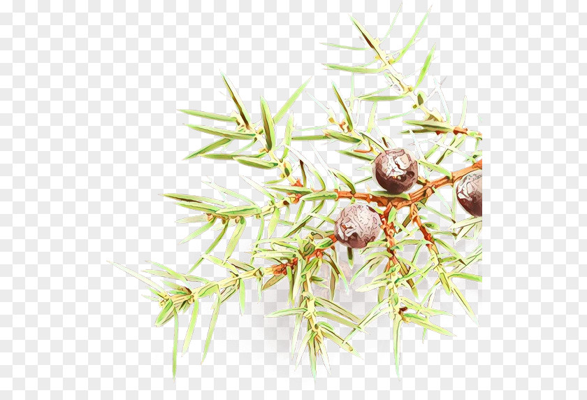 Plant Stem Pine Family Tree Background PNG