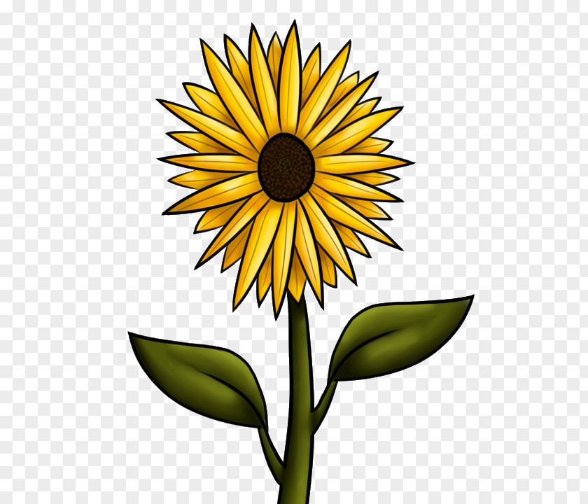 Sunflower Leaf Common Drawing Clip Art PNG