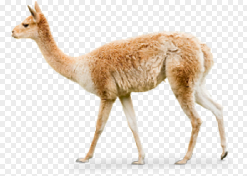 Vicuna Map Llama Alpaca Guanaco Hellabrunn Zoo Image PNG