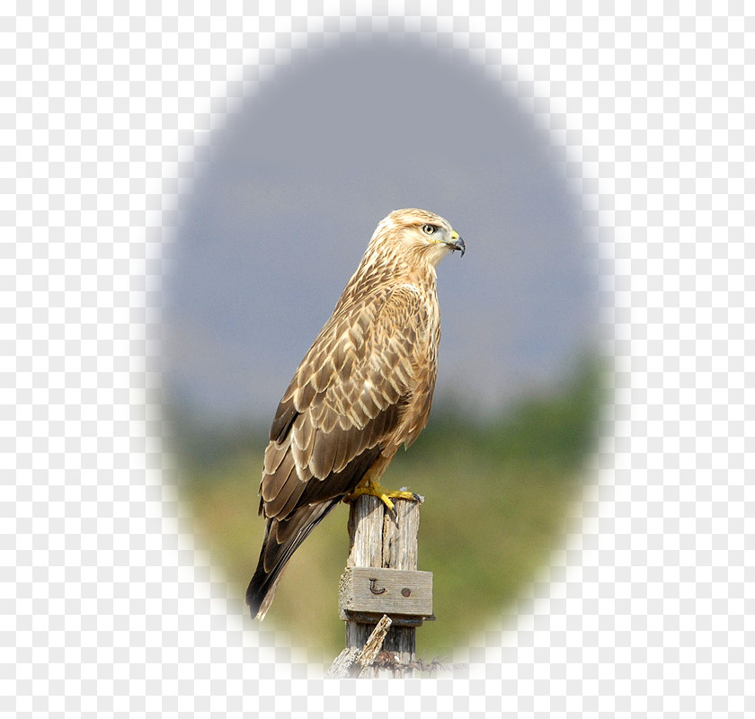 Bird Hawk Buzzard Eagle Gandoman Pond PNG