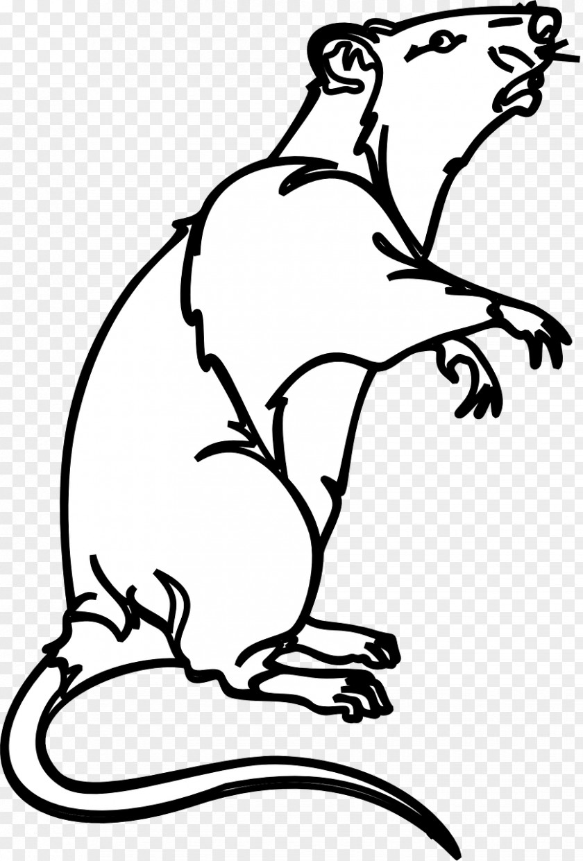 Ferret Black Rat Laboratory Mouse Bonthain Clip Art PNG