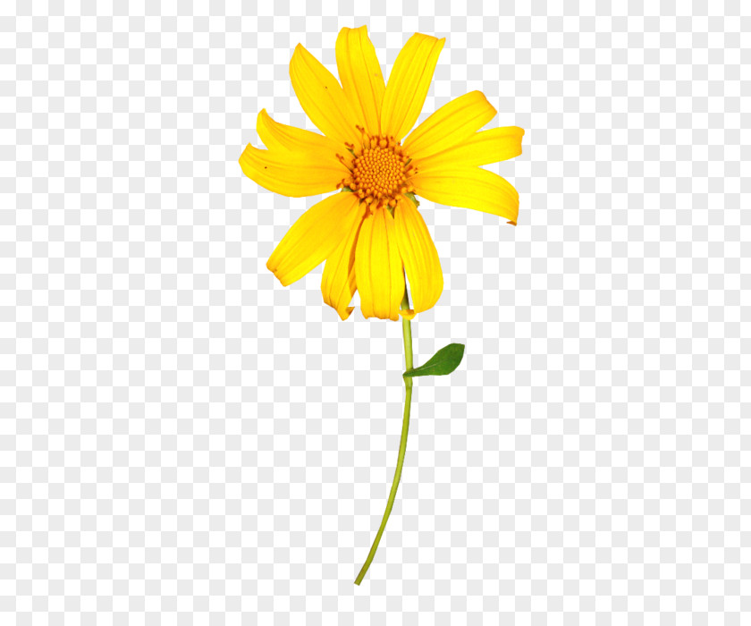 Flower Yellow Chrysanthemum Indicum PNG